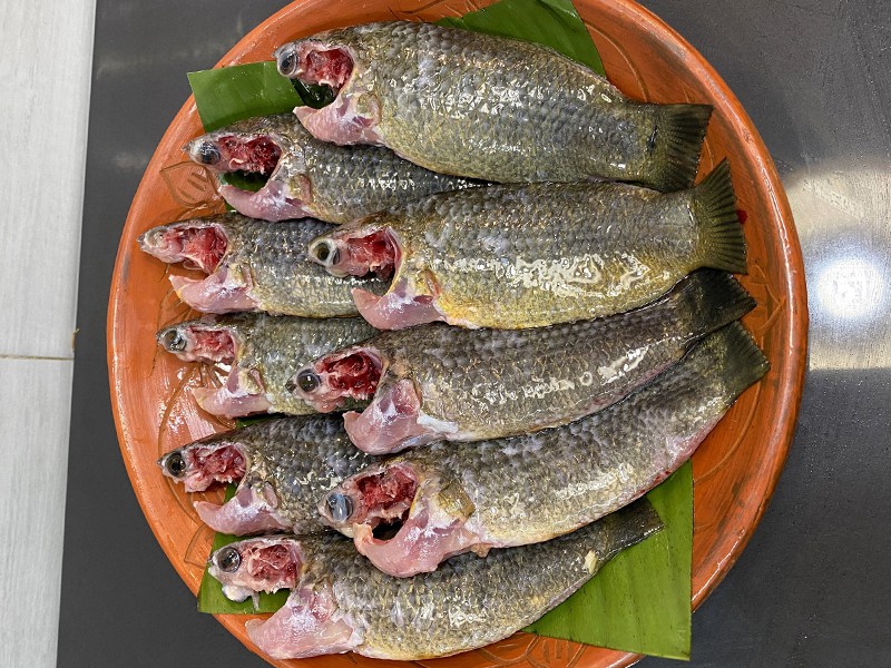 Fresh Today | Deshi Koi Fish Whole (দেশী কৈ মাছ )