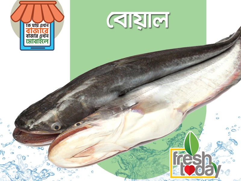 Boler Fish Fresh Today - River Boal Fish (নদীর বোয়াল মাছ)