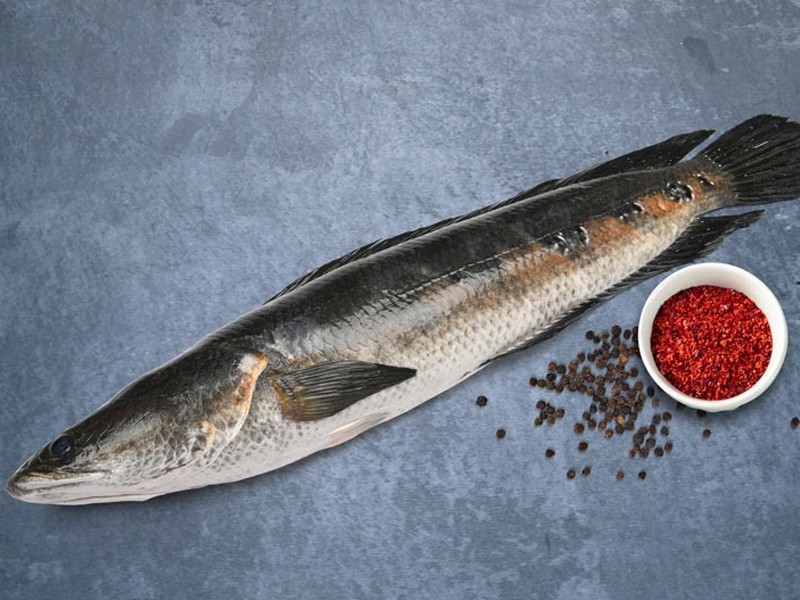 Gojar Insecrt Fresh Today - Gojar/Shol Fish whole
