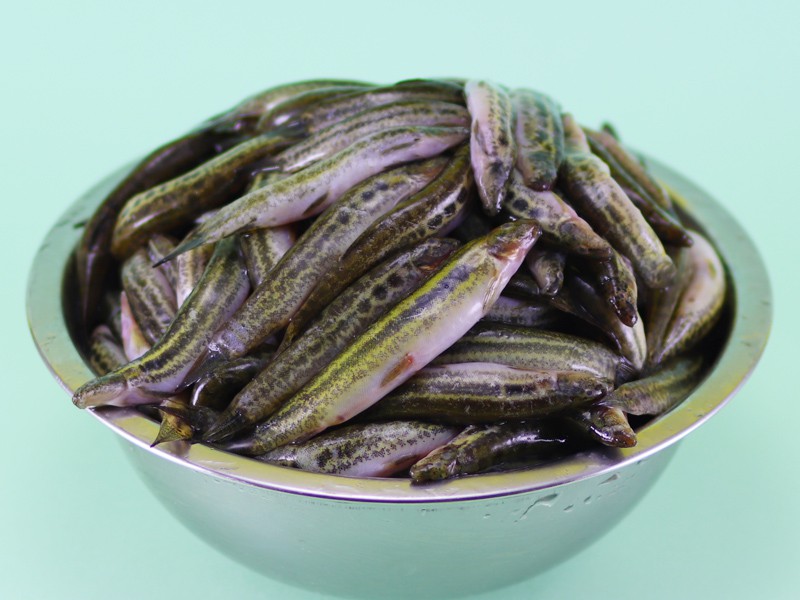 Fresh Today - Deshi Gutum Fish Whole (দেশি গুতুম মাছ)